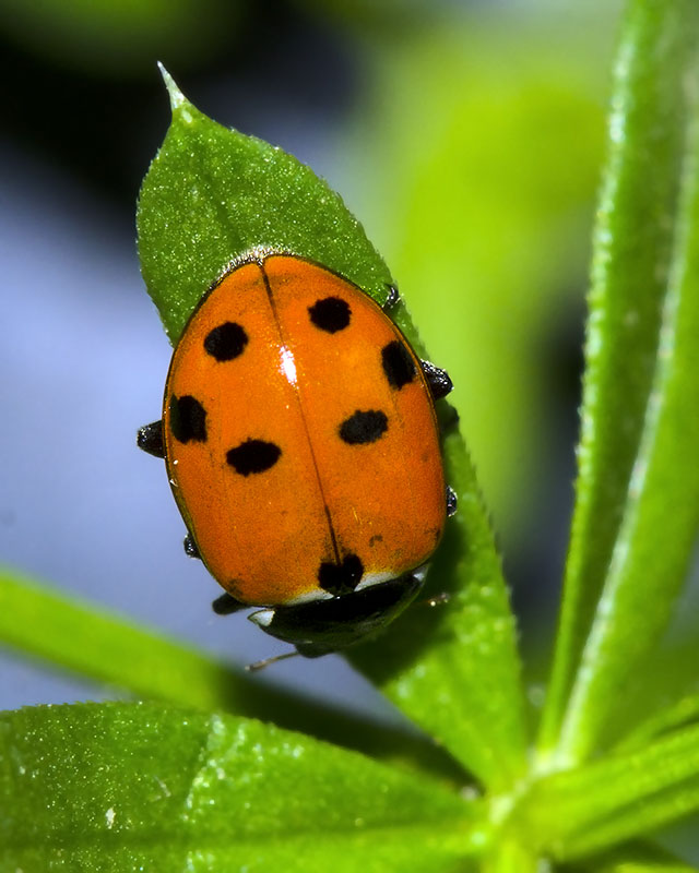 Coccinellidae Hippodamia variegata